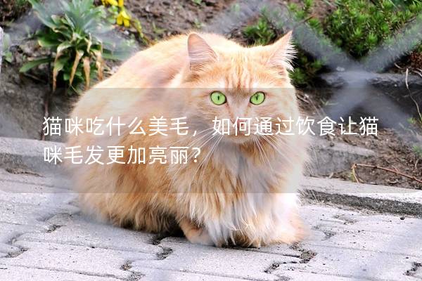 猫咪吃什么美毛，如何通过饮食让猫咪毛发更加亮丽？