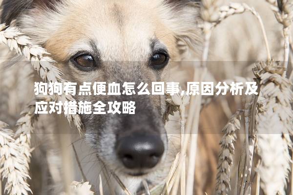 狗狗有点便血怎么回事,原因分析及应对措施全攻略 狗狗有点便血怎么回事,原因分析及应对措施全攻略