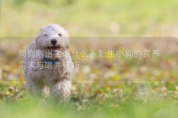 狗狗刚出生吃什么？新生小狗的营养需求与喂养技巧