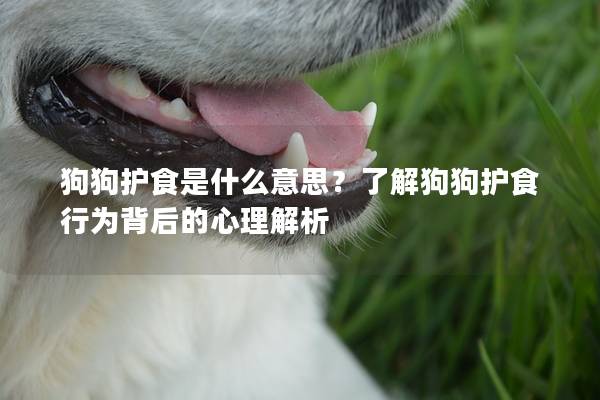 狗狗护食是什么意思？了解狗狗护食行为背后的心理解析