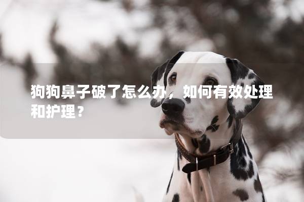 狗狗鼻子破了怎么办，如何有效处理和护理？