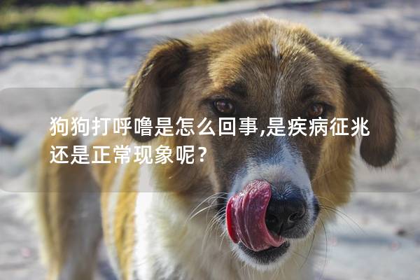 狗狗打呼噜是怎么回事,是疾病征兆还是正常现象呢? 狗狗打呼噜是怎么回事,是疾病征兆还是正常现象呢?