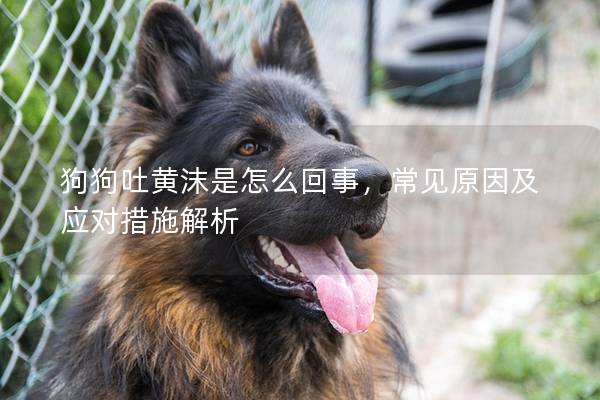 狗狗吐黄沫是怎么回事，常见原因及应对措施解析