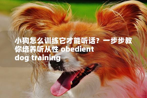 小狗怎么训练它才能听话？一步步教你培养听从性 obedient dog training