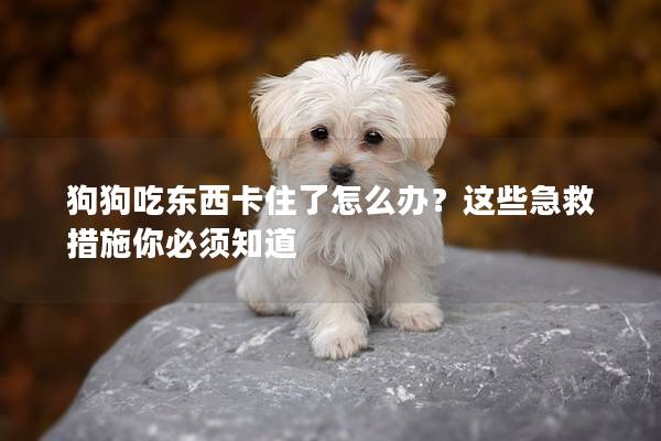 狗狗吃东西卡住了怎么办？这些急救措施你必须知道