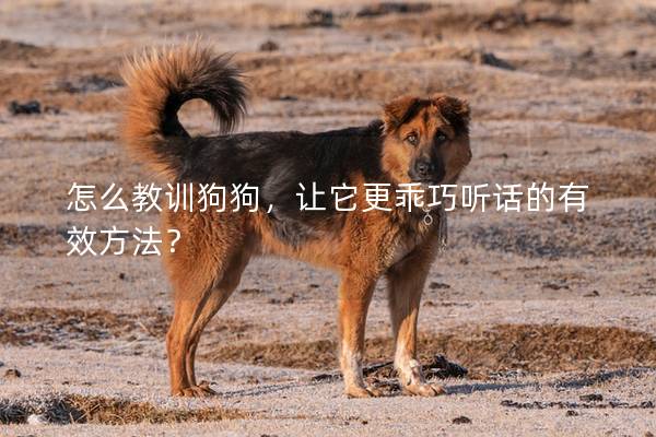 怎么教训狗狗,让它更乖巧听话的有效方法? 怎么教训狗狗,让它更乖巧听话的有效方法?