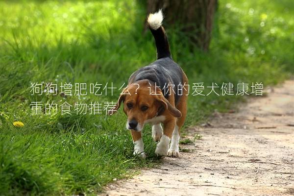狗狗增肥吃什么？让你的爱犬健康增重的食物推荐