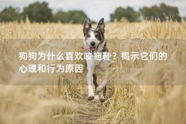 狗狗为什么喜欢咬拖鞋？揭示它们的心理和行为原因