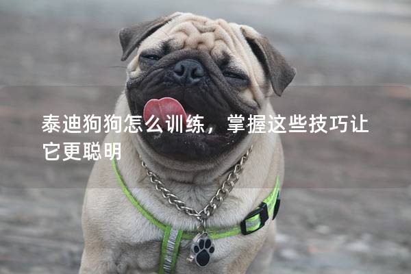 泰迪狗狗怎么训练，掌握这些技巧让它更聪明