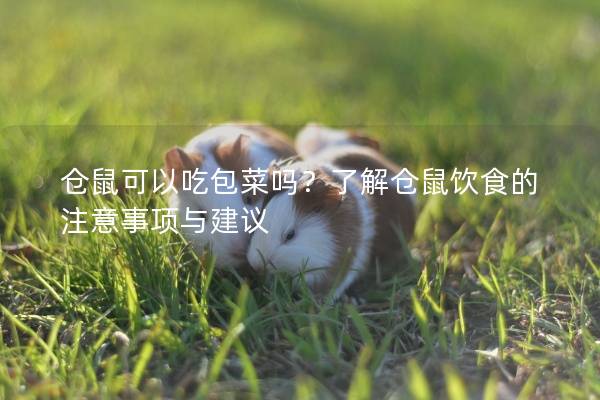 仓鼠可以吃包菜吗？了解仓鼠饮食的注意事项与建议