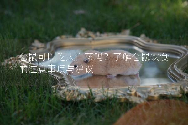 仓鼠可以吃大白菜吗？了解仓鼠饮食的注意事项与建议