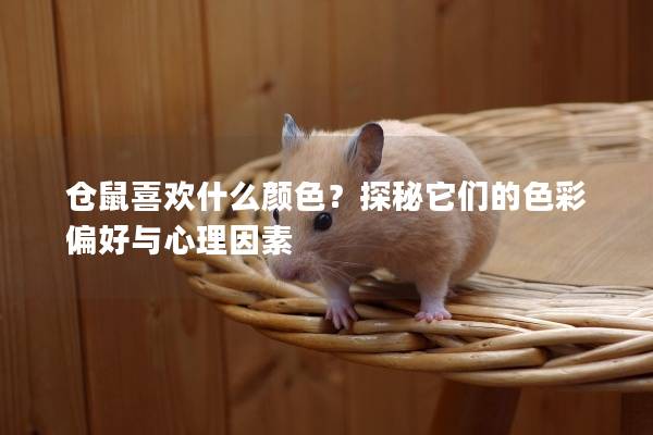 仓鼠喜欢什么颜色？探秘它们的色彩偏好与心理因素