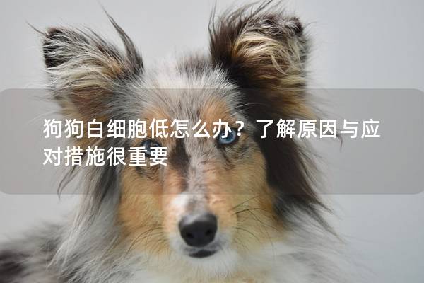 狗狗白细胞低怎么办？了解原因与应对措施很重要