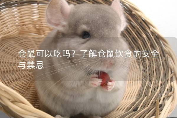仓鼠可以吃吗？了解仓鼠饮食的安全与禁忌