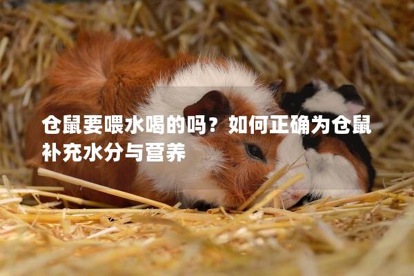 仓鼠要喂水喝的吗？如何正确为仓鼠补充水分与营养
