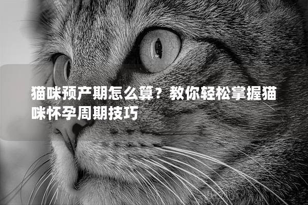 猫咪预产期怎么算？教你轻松掌握猫咪怀孕周期技巧