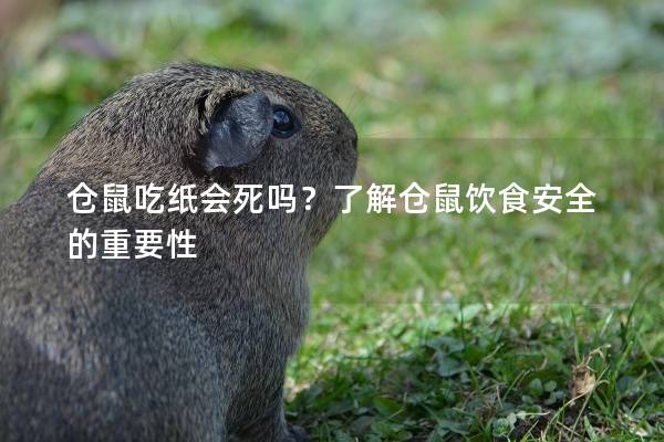 仓鼠吃纸会死吗？了解仓鼠饮食安全的重要性