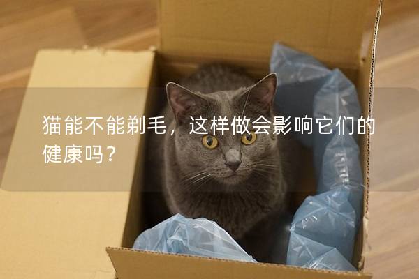 猫能不能剃毛,这样做会影响它们的健康吗? 猫能不能剃毛,这样做会影响它们的健康吗?