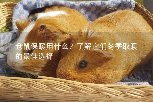 仓鼠保暖用什么？了解它们冬季取暖的最佳选择
