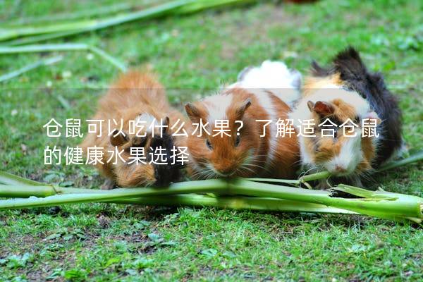 仓鼠可以吃什么水果？了解适合仓鼠的健康水果选择