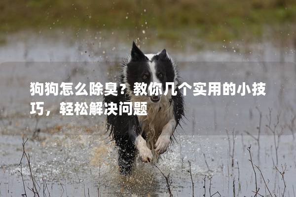 狗狗怎么除臭？教你几个实用的小技巧，轻松解决问题