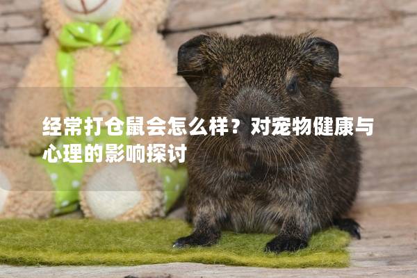 经常打仓鼠会怎么样？对宠物健康与心理的影响探讨