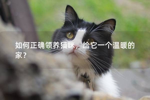 如何正确领养猫咪,给它一个温暖的家? 如何正确领养猫咪,给它一个温暖的家?