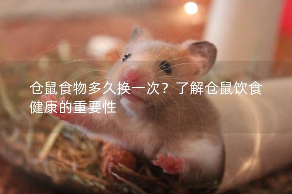 仓鼠食物多久换一次？了解仓鼠饮食健康的重要性