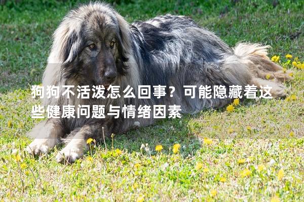 狗狗不活泼怎么回事？可能隐藏着这些健康问题与情绪因素