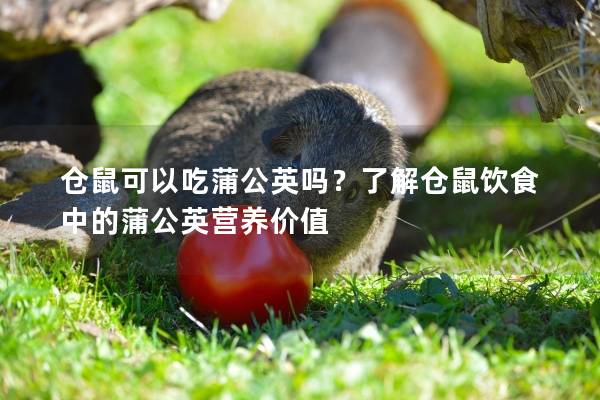 仓鼠可以吃蒲公英吗？了解仓鼠饮食中的蒲公英营养价值