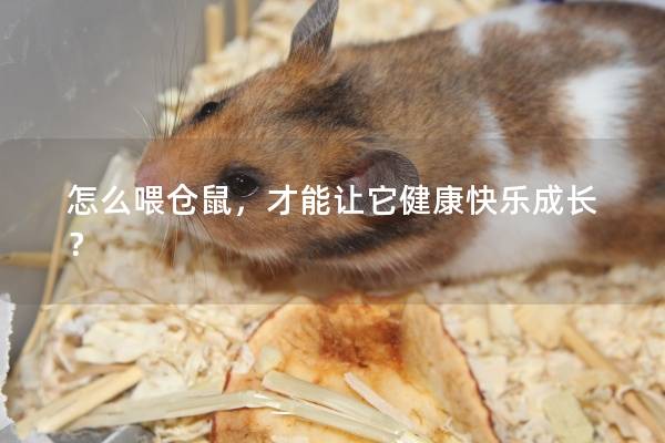 怎么喂仓鼠,才能让它健康快乐成长? 怎么喂仓鼠,才能让它健康快乐成长?