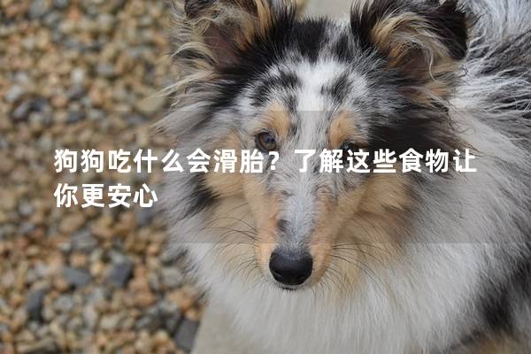 狗狗吃什么会滑胎？了解这些食物让你更安心
