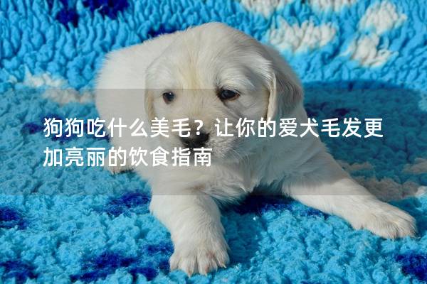 狗狗吃什么美毛？让你的爱犬毛发更加亮丽的饮食指南