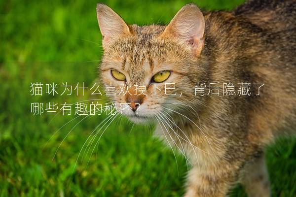猫咪为什么喜欢摸下巴，背后隐藏了哪些有趣的秘密？