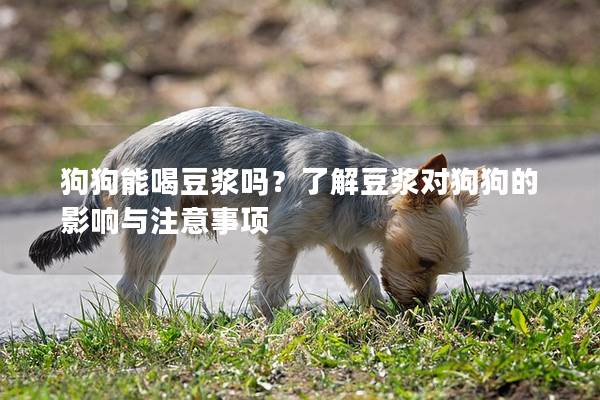 狗狗能喝豆浆吗？了解豆浆对狗狗的影响与注意事项