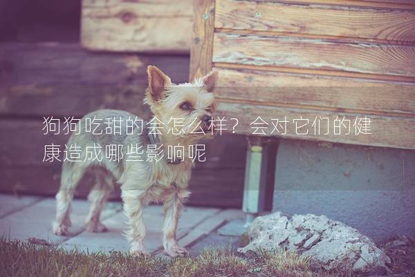 狗狗吃甜的会怎么样？会对它们的健康造成哪些影响呢