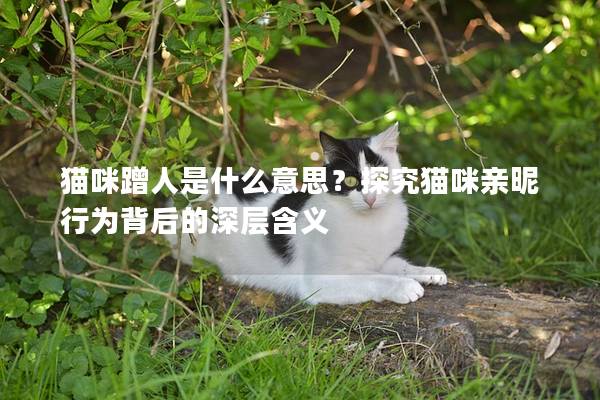猫咪蹭人是什么意思？探究猫咪亲昵行为背后的深层含义