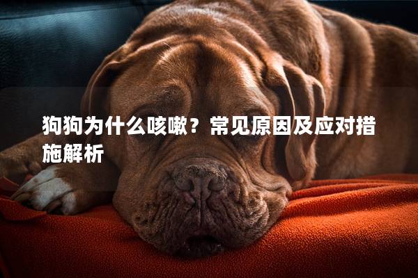 狗狗为什么咳嗽?常见原因及应对措施解析 狗狗为什么咳嗽?常见原因及应对措施解析