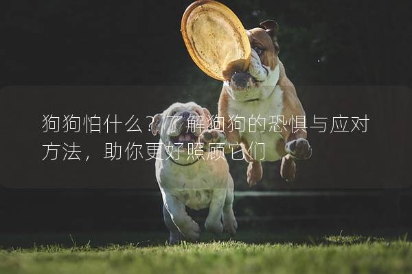 狗狗怕什么？了解狗狗的恐惧与应对方法，助你更好照顾它们