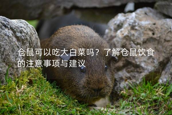 仓鼠可以吃大白菜吗？了解仓鼠饮食的注意事项与建议
