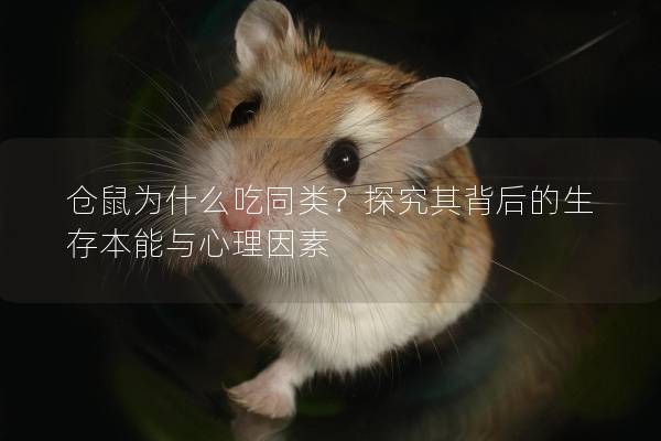仓鼠为什么吃同类？探究其背后的生存本能与心理因素