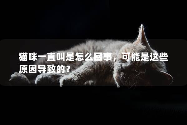 猫咪一直叫是怎么回事，可能是这些原因导致的？