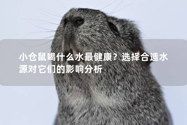 小仓鼠喝什么水最健康？选择合适水源对它们的影响分析