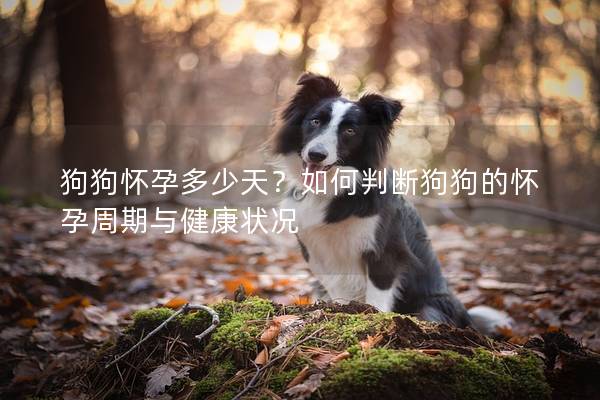 狗狗怀孕多少天？如何判断狗狗的怀孕周期与健康状况