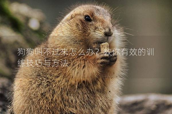 狗狗叫不过来怎么办？教你有效的训练技巧与方法
