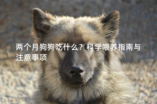 两个月狗狗吃什么？科学喂养指南与注意事项