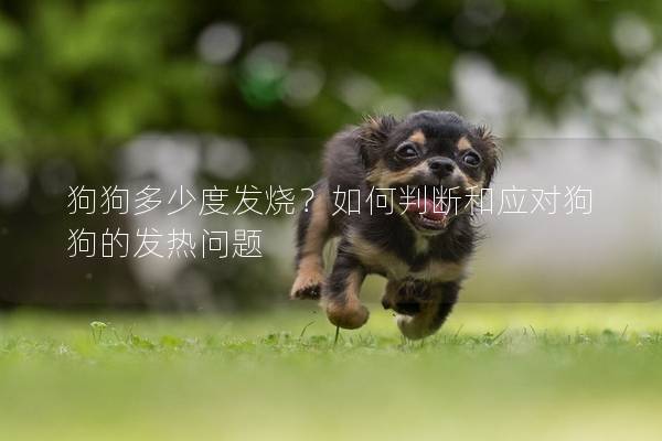 狗狗多少度发烧?如何判断和应对狗狗的发热问题 狗狗多少度发烧?如何判断和应对狗狗的发热问题