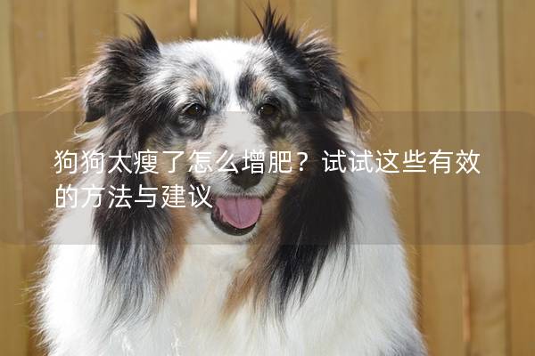 狗狗太瘦了怎么增肥？试试这些有效的方法与建议