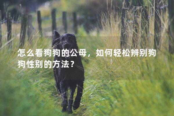 怎么看狗狗的公母，如何轻松辨别狗狗性别的方法？