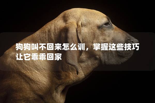 狗狗叫不回来怎么训，掌握这些技巧让它乖乖回家